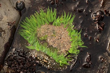 Lime Green Sea Anemone
