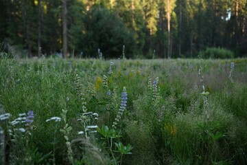 Meadow of Wildflowers