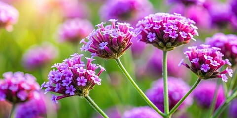 Obraz premium Eye Level Bedding verbenas with domed clusters of small flowers