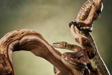 A python is captured mid-motion as it prepares to strike from a branch. The snake coiled body and intense gaze highlight its predatory nature.