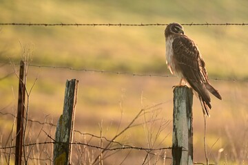 Perched Marsh Hawk 