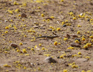 skink on the ground