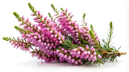 Fototapeta premium Eye level heather flowers isolated on white background, healing herbs