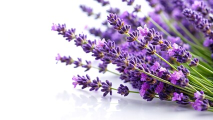 Eye level lavender flowers against white background