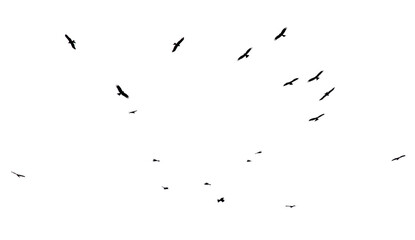 A flock of birds in flight isolated on a white background