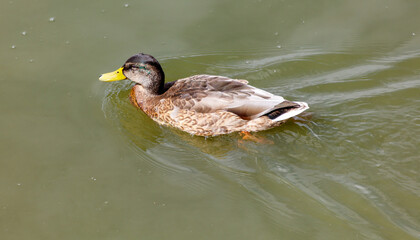 Fototapeta premium A duck is swimming in a body of water