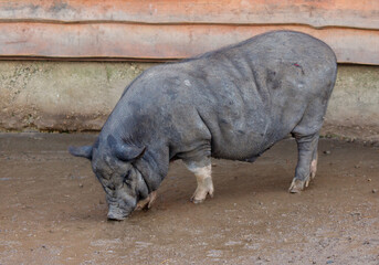 Obraz premium A pig is eating in a dirt field