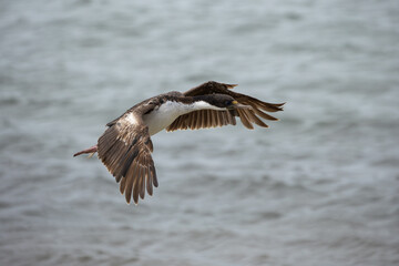 A King cormorant or Imperial shag (Leucocarbo antreceps) in flight.