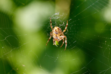 A spider is sitting on a web and eating a leaf