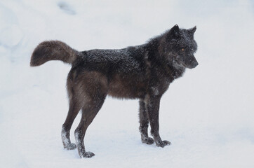 Canadian black wolf standing in the snow