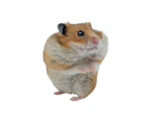 Syrian hamster isolated on white background