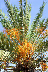 Travel, tropical and vacation with palm tree in nature for paradise, environment and sustainability. Landscape, ecology and peace with plant and leaves on island for summer, jungle and growth