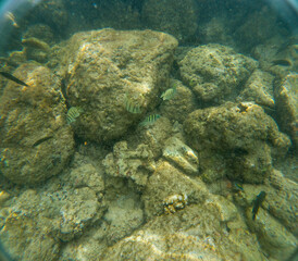 Under water at Poipu beach in Kauai, Hawaii, USA