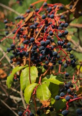 Virginia Creeper, Parthenocissus quinquefolia, in early autumn