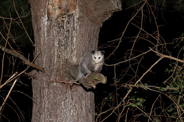 The Virginia opossum (Didelphis virginiana) - North American opossum, climbing on the tree. Wild night scene from Ohio