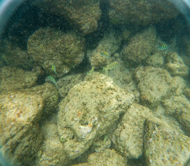 Under water at Poipu beach in Kauai, Hawaii, USA