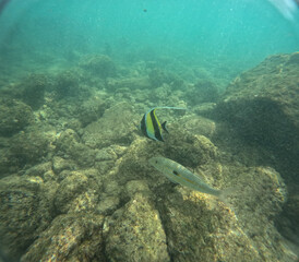 Under water at Poipu beach in Kauai, Hawaii, USA
