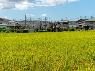 市街地に広がる田園風景