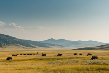 Obraz premium A herd of bison grazing on the wide open plains of Yellowstone
