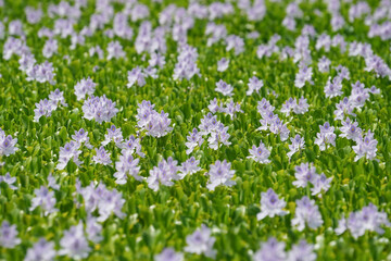 一面に咲き誇るホテイアオイ