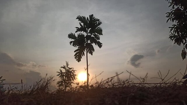 breadfruit tree silhouette
