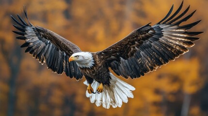 Obraz premium Majestic Bald Eagle Soaring Over Autumn Forest