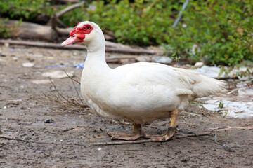 The white duck is happy on mud in farm after rainny day