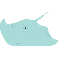 Stingray Illustration