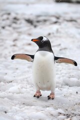 Fototapeta premium Affectionate Gentoo Penguins in a Snowy Habitat