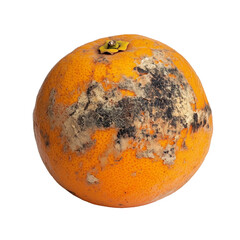 a rotten orange, showing detailed textures of decay and moldy surface, on isolated white background