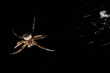 A detailed close-up shot of a spider weaving its web in darkness, highlighting its intricate features.