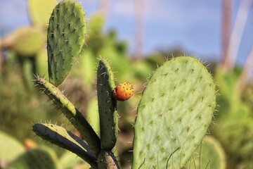 Prickly pear cactus, opuntia, Indian fig opuntia with fruits.