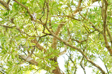 Fototapeta premium Dita, Devil Tree or Alstonia scholaris and sky