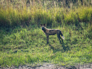 Afrikanischer Wildhund (Lycaon pictus)