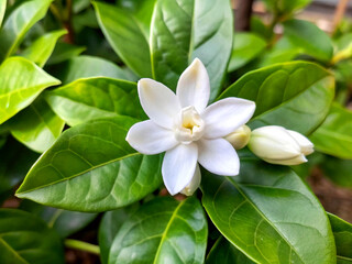 Obraz premium Fresh Jasmine flower with leaves on natural background