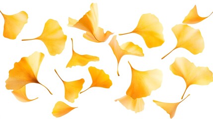 Naklejka premium イチョウの葉