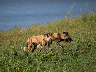 Afrikanischer Wildhund (Lycaon pictus)