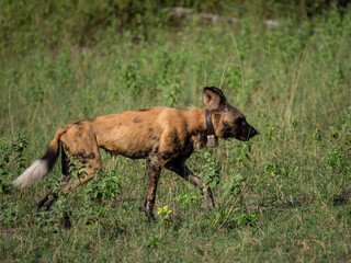 Afrikanischer Wildhund (Lycaon pictus) mit Sender Halsband