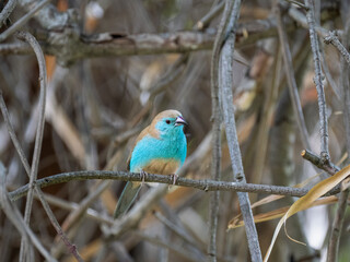 Blauastrild (Uraeginthus angolensis), Angola-Schmetterlingsfink