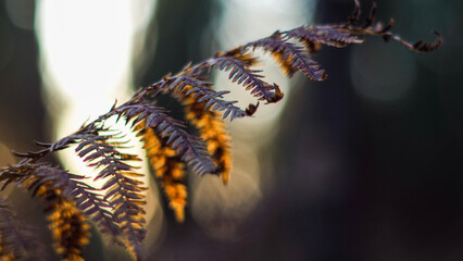 Saison hivernale dans la forêt des Landes de Gascogne, en fin de soirée
