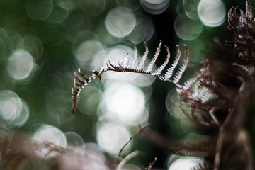 Saison hivernale dans la forêt des Landes de Gascogne, en fin de soirée