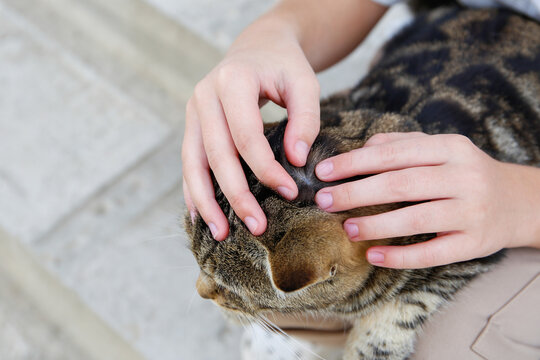 A people is looking for fleas on a cat's fur.
