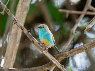 Blauastrild (Uraeginthus angolensis), Angola-Schmetterlingsfink