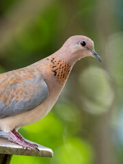 Palmtaube (Spilopelia senegalensis), Senegaltaube