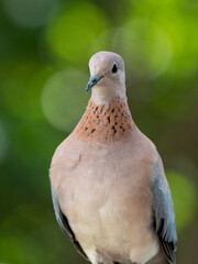 Palmtaube (Spilopelia senegalensis), Senegaltaube