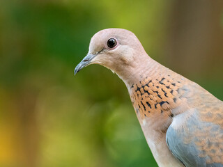 Palmtaube (Spilopelia senegalensis), Senegaltaube