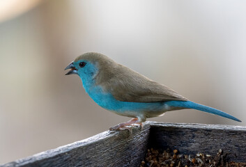 Blauastrild (Uraeginthus angolensis), Angola-Schmetterlingsfink