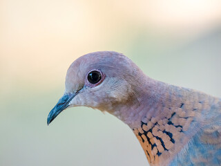 Palmtaube (Spilopelia senegalensis), Senegaltaube