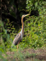 Purpurreiher (Ardea purpurea)

