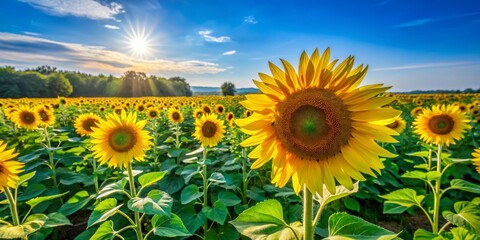 Obraz premium Golden sunflower blossoms stretch towards a brilliant blue sky, nestled within a verdant green field, radiating joy and